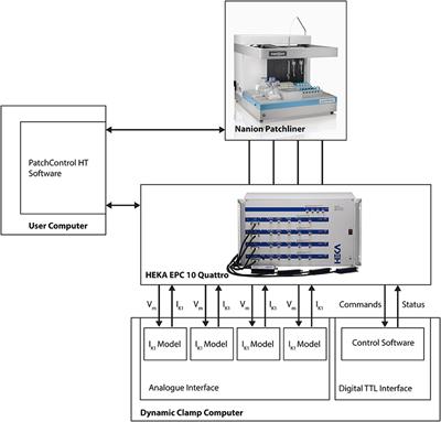 A Hybrid Model for Safety Pharmacology on an Automated Patch Clamp Platform: Using Dynamic Clamp to Join iPSC-Derived Cardiomyocytes and Simulations of Ik1 Ion Channels in Real-Time